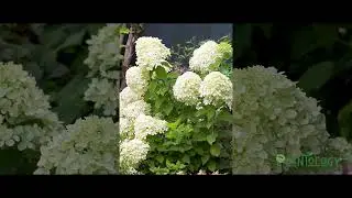 Little Lime Hydrangea