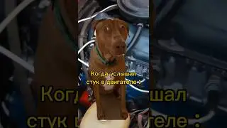 Тренд смешные животные мемы 