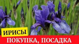 Главное о правильной посадке ириса. Пересадка ириса, размножение