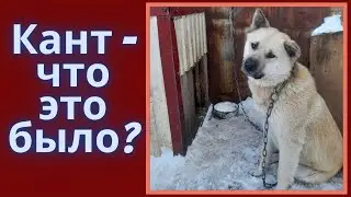 Думали, что собаку отравили  Оказалось, что нет  Что это было?!