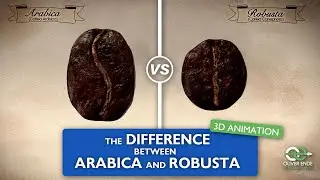 The differences between Arabica and Robusta coffee