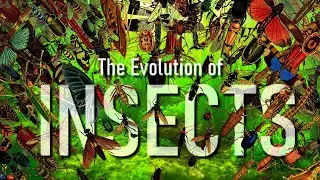 The Evolution of INSECTS (Full documentary)