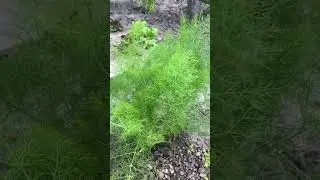 Фенхель и аритмия ч.1 