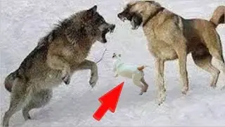 Kangal Vs Three Wolves, Bear, Pit Bull, Dogo Argentino!