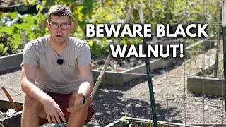 Black Walnuts Could Be Killing Your Garden - What to Do