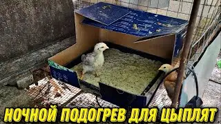 НОЧНОЙ ПОДОГРЕВ ДЛЯ ЦЫПЛЯТ