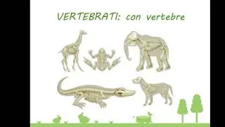 ANIMALI VERTEBRATI E INVERTEBRATI - Scuola primaria