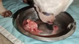 Арчи маленький обжорка