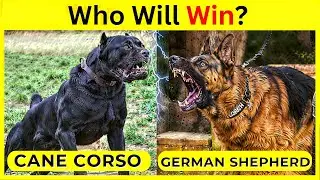 Cane Corso vs German Shepherd Fight Comparison 2024 | Who Will Win?