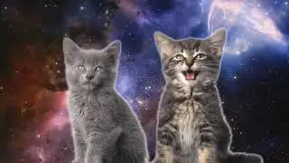 Коты в космосе