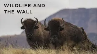 Wildlife and The Wall