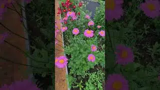 Пусть будет так, как я хочу🙏#лайк #дача #природа #лето #жизнь #nature