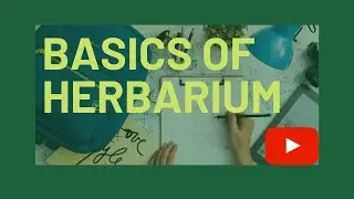 How to make herbarium at home | हर्बेरियम बनाने का सही तरीका| Specially for beginners #DIY Herbarium