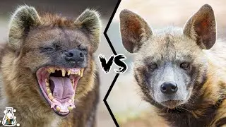 SPOTTED HYENA VS STRIPED HYENA - Who Would Win?