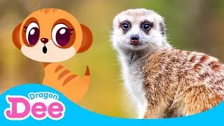 Meet the REAL Meerkat Family!! 🐾 | Ready to Dig?! | Animal Songs🎵 | Dragon Dee Songs for Children