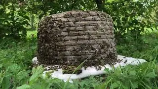 First Honey Bee Swarm of 2023! Rehoming Process in a skep