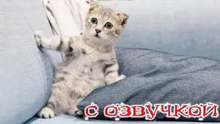 Приколы с котами! С ОЗВУЧКОЙ! - ОЧЕНЬ смешные коты и собаки! Самые смешные животные!