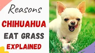 Why Does My Chihuahua Eat Grass (Explained with Reasons and What to do to help)