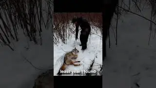 Trapping Unhappy Coyote.