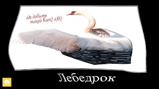 Мысли на контрольной, уровень: ПТИЦЫ 🦜