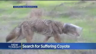 Search Is On For Cool Coyote Spotted With Head Stuck In Jar