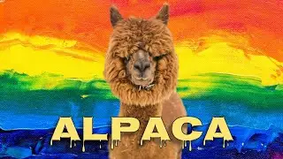 Alpaca sound