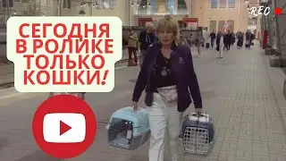 Кошки! Много кошек... Судьба кошек из затопленного дома!