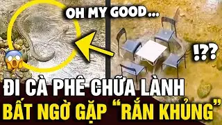 Đi cà phê để CHỮA LÀNH, cô gái liền TÁI XANH MẶT khi thấy VỊ KHÁCH LẠ dưới chân | Tin Nhanh Official