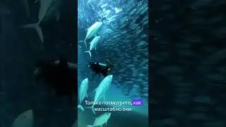 В ОКЕАНЕ есть БАРЬЕР? 😱😱🐟