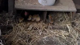 Наседка с цыплятами новогоднее пополнение .