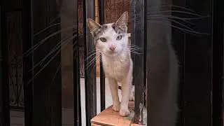 When a Stray cat feels ashamed to ask for food, it will try to steal it from its friends.