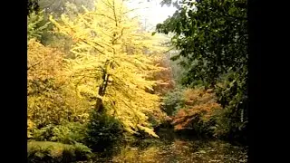 Ginkgo biloba. The Maidenhair Tree. Peter Valder. Burke's Backyard