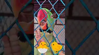 FUNNY 😂🤣 TALKING PARROT Cute 🥰🐣🐈🐥#ytshorts #shorts #youtubeshorts #parrot #mittoo #india