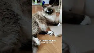 Почему кошки не умеют извиняться 🙀