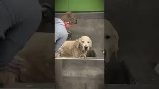Golden Retriever Goes to the Spa for the First Time