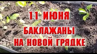 11 июня.  На новую грядку посадила баклажаны