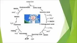 Biochemistry and Cell Biology - Krebs/TCA/Citric acid cycle