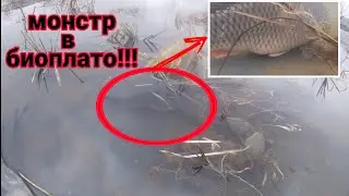 Подкормка рыбы в искусственном пруду. ОГРОМНЫЙ КАРП в биоплато