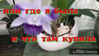 ОРХИДЕИ и орхотерапия😀