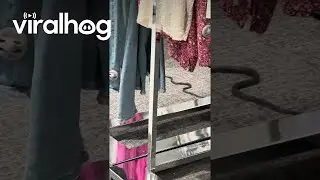 Snake Spotted Slithering Around Florida Mall || ViralHog