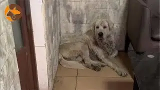 The Dog, Without an Owner, Stood on the Road Covered in Wounds, Begging for Food