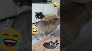 Кот танкист 