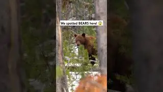 WE SPOTTED BEARS HERE! 😱 Watch the complete video via link below🎦 #usatrip #yellowstonenationalpark