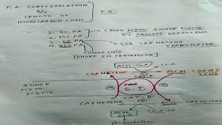 Beta Oxidation of Fatty Acid | Part 3 | Carnitine Transporter | TCML