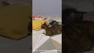 FUNNY ANIMALS CATS AND DOGS 2024😂😍
