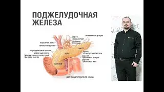 Поджелудочная железа - её строение и функция