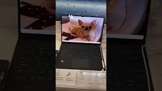 Samsung Chihuahuas at Best Buy! 👀