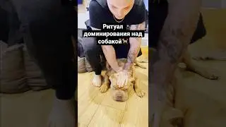 Ритуал доминирования над собакой!!! Как делать его правильно