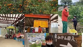 NAIK PULUHAN TANGGA ‼️BARU BISA SAMPAI KEBUN JERUK (MIZUMOTO ORANGE GARDENS )