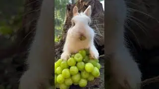 Little rabbit eating grapes, so cute, cute pet debut plan, cute pet rabbit